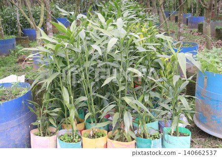 Lucky Bamboo, Dracaena sanderiana Braided Tower plant on pot Lucky Bamboo, Dracaena sanderiana Braided Tower plant on pot 140662537