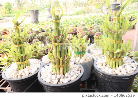 Lucky Bamboo, Dracaena sanderiana Braided Tower plant on pot Lucky Bamboo, Dracaena sanderiana Braided Tower plant on pot 140662539