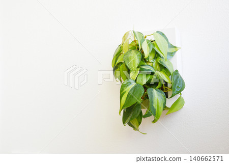 White walls and wall-mounted houseplants: Simple plant interior photos White walls and wall-mounted houseplants: Simple plant interior photos 140662571