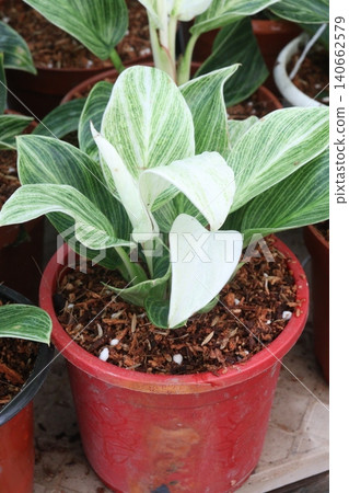 Philodendron Birkin leaf plant on pot 140662579