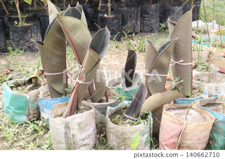 Rubber fig plant on nursery for sell are cash corps Rubber fig plant on nursery for sell are cash corps 140662710