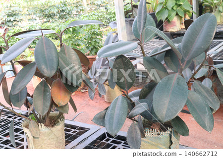 Rubber fig plant on nursery for sell are cash corps Rubber fig plant on nursery for sell are cash corps 140662712