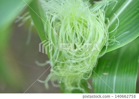 Silk thread from corn female flower Silk thread from corn female flower 140662758