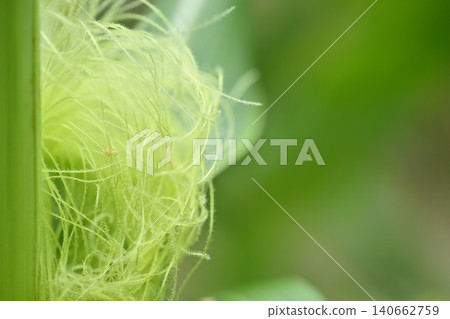 Silk thread from corn female flower Silk thread from corn female flower 140662759