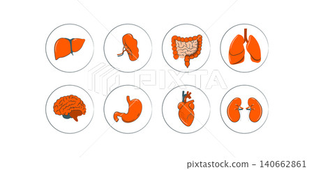 Human Internal Organs. Internal Organs of Human Body vector Human Internal Organs. Internal Organs of Human Body vector 140662861