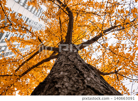 Fall season view of a tall ginkgo tree with orange leaves beside a modern building in an urban area 140663091