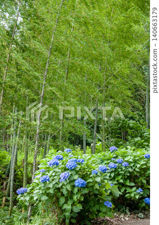 A landscape of blue hydrangeas and a bamboo grove. A landscape of blue hydrangeas and a bamboo grove. 140663179