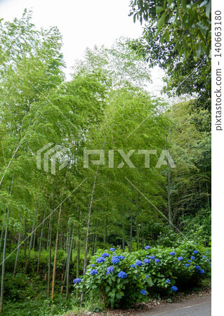 A scene of blue hydrangeas and bamboo groves swaying in the wind. A scene of blue hydrangeas and bamboo groves swaying in the wind. 140663180