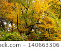 [Kanagawa Prefecture] Autumn leaves on trees in a mixed forest 140663306