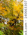 [Kanagawa Prefecture] Autumn leaves in the forest, dyed in the colors of autumn 140663307