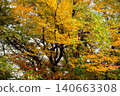 [Kanagawa Prefecture] Trees turning yellow 140663308