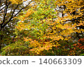 [Kanagawa Prefecture] A mixed forest with yellow autumn leaves 140663309