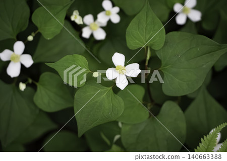Dokudami白花 140663388