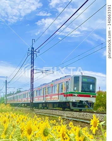 The Very Very Happy Train runs through a sunflower field under a blue sky. The Very Very Happy Train runs through a sunflower field under a blue sky. 140663391