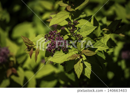 繡線菊（燭光）花 140663483