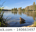 Wild duck landscape of an autumn white lake. Gatchina Park, Leningrad Region, Russia. A sunny wildlife landscape in a historic park. 140663497