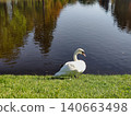 Graceful Wild Swan swimming on White Lake in Gatchina Palace Park. Wild bird floating on calm water surface with autumn reflection. Tranquil nature scene in historic Russian garden landscape. 140663498