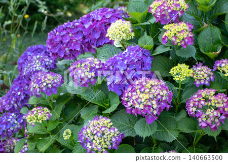 Hydrangea shrub with purple blooms and yellow buds in garden Hydrangea shrub with purple blooms and yellow buds in garden 140663500