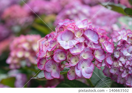 Purple Hydrangea macrophylla flower head with dreamy bokeh background Purple Hydrangea macrophylla flower head with dreamy bokeh background 140663502
