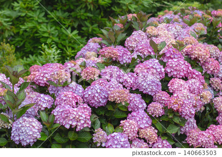 Purple Hydrangea macrophylla shrub in bloom against green hedge Purple Hydrangea macrophylla shrub in bloom against green hedge 140663503
