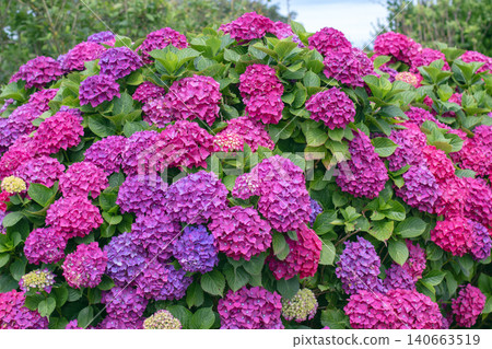 Mass flowering Hydrangea macrophylla border in purple, pink and blue shades Mass flowering Hydrangea macrophylla border in purple, pink and blue shades 140663519