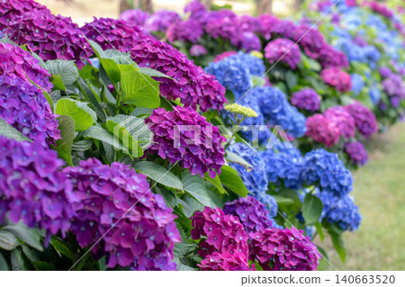 Long border of blue and purple Hydrangea macrophylla in bloom Long border of blue and purple Hydrangea macrophylla in bloom 140663520