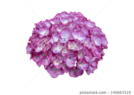 Purple Hydrangea macrophylla flower cluster isolated on white Purple Hydrangea macrophylla flower cluster isolated on white 140663529