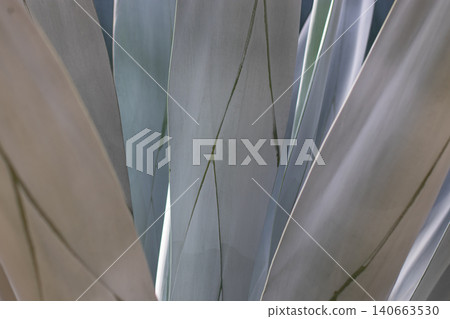 Abstract agave leaf background with blue green tones and linear patterns Abstract agave leaf background with blue green tones and linear patterns 140663530