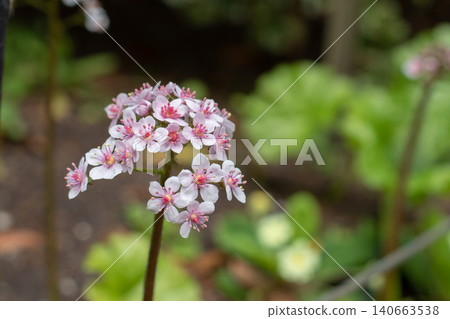 Pink Darmera peltata flowers in rounded cyme close up Pink Darmera peltata flowers in rounded cyme close up 140663538