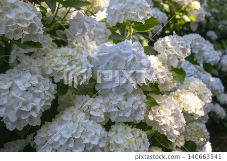 White hydrangea blooms illuminated by sunlight in dappled garden shade White hydrangea blooms illuminated by sunlight in dappled garden shade 140663541
