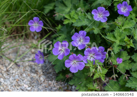 Purple blue cranesbill geranium blooms in the garden setting 140663548