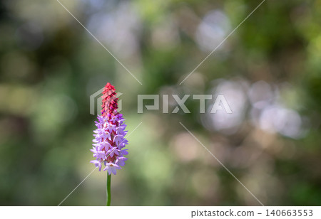 Elegant Primula vialii flower spike with red crown and lilac blooms Elegant Primula vialii flower spike with red crown and lilac blooms 140663553