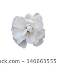 White rose flower isolated on white background. Beautiful blossom for wedding invitation or celebration greeting card. Floral macro photography for nature design and spring decor. 140663555