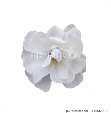 White rose flower isolated on white background. Beautiful blossom for wedding invitation or celebration greeting card. Floral macro photography for nature design and spring decor. White rose flower isolated on white background. Beautiful blossom for wedding invitation or celebration greeting card. Floral macro photography for nature design and spring decor. 140663555