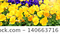 Pansy flowers on sunny beautiful nature spring background. Summer scene with Viola flowers of yellow and violet colors. Horizontal spring banner with Pansies flowers. Copy space for text 140663716