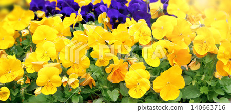 Pansy flowers on sunny beautiful nature spring background. Summer scene with Viola flowers of yellow and violet colors. Horizontal spring banner with Pansies flowers. Copy space for text 140663716
