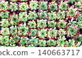 Decorative floral mix of pink and green Echeveria succulent plants. Panno - Japanese mini-garden with different succulents. Concept of small home garden. Full texture with many Echeveria succulent 140663717