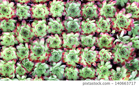 Decorative floral mix of pink and green Echeveria succulent plants. Panno - Japanese mini-garden with different succulents. Concept of small home garden. Full texture with many Echeveria succulent 140663717