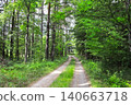 Picturesque landscape road in forest in sunny day. Beautiful scene with rays of sunlight in summer forest, Belovezhskaya Pushcha Nature Reserve. Woodland in national park Bialowieza Forest, Europe 140663718