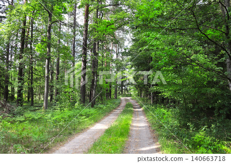 Picturesque landscape road in forest in sunny day. Beautiful scene with rays of sunlight in summer forest, Belovezhskaya Pushcha Nature Reserve. Woodland in national park Bialowieza Forest, Europe 140663718