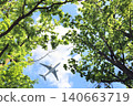 Looking up at the green forest and plane. Oak trees and aircraft against a blue sky background. Gazing at verdant woodland. View Oaks from below, fresh green leaves. Traveling the world concept 140663719