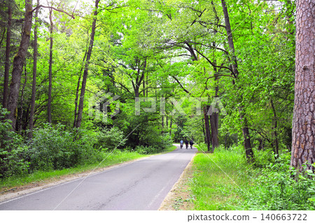 Picturesque landscape road in forest in sunny day. Tourists on bicycles in Belovezhskaya Pushcha Nature Reserve. Group of sportive man cycling in woodland of national park Bialowieza Forest, Europe 140663722
