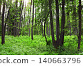 Picturesque landscape - forest in sunny day. Beautiful scene with rays of sunlight in summer forest, Belovezhskaya Pushcha Nature Reserve. Woodland in national park Bialowieza Forest, Europe 140663796