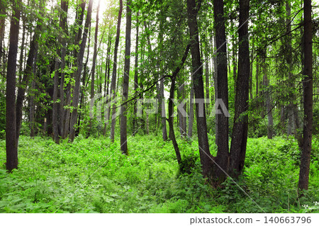 Picturesque landscape - forest in sunny day. Beautiful scene with rays of sunlight in summer forest, Belovezhskaya Pushcha Nature Reserve. Woodland in national park Bialowieza Forest, Europe 140663796