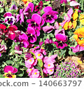 Pansy flowers on sunny beautiful nature spring background. Summer scene with Viola flowers of yellow and violet colors. Horizontal spring banner with Pansies flowers. Copy space for text 140663797