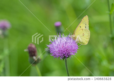 Monchhoote吮吸薊的花蜜 Monchhoote吮吸薊的花蜜 140663828