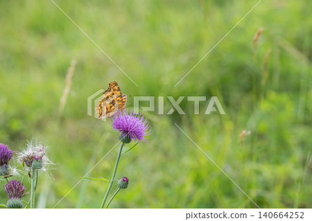 A Painted Lady butterfly sipping nectar from a thistle. A Painted Lady butterfly sipping nectar from a thistle. 140664252