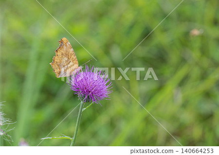 A Painted Lady butterfly sipping nectar from a thistle. A Painted Lady butterfly sipping nectar from a thistle. 140664253