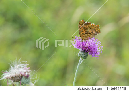 A Painted Lady butterfly sipping nectar from a thistle. A Painted Lady butterfly sipping nectar from a thistle. 140664256