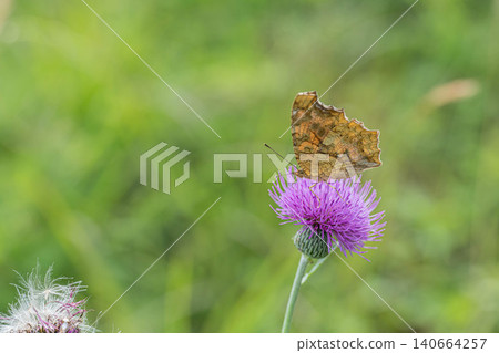 A Painted Lady butterfly sipping nectar from a thistle. A Painted Lady butterfly sipping nectar from a thistle. 140664257